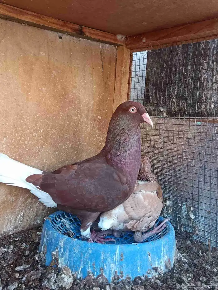 زوج حردون معاه فرخين 0