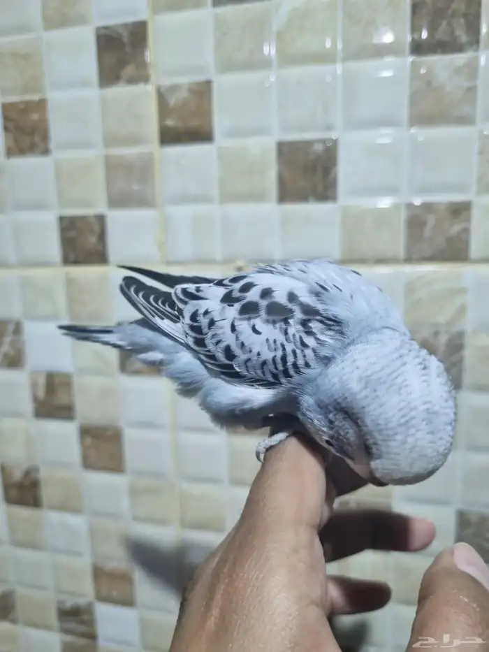 فرخ انجليزي اليف 3