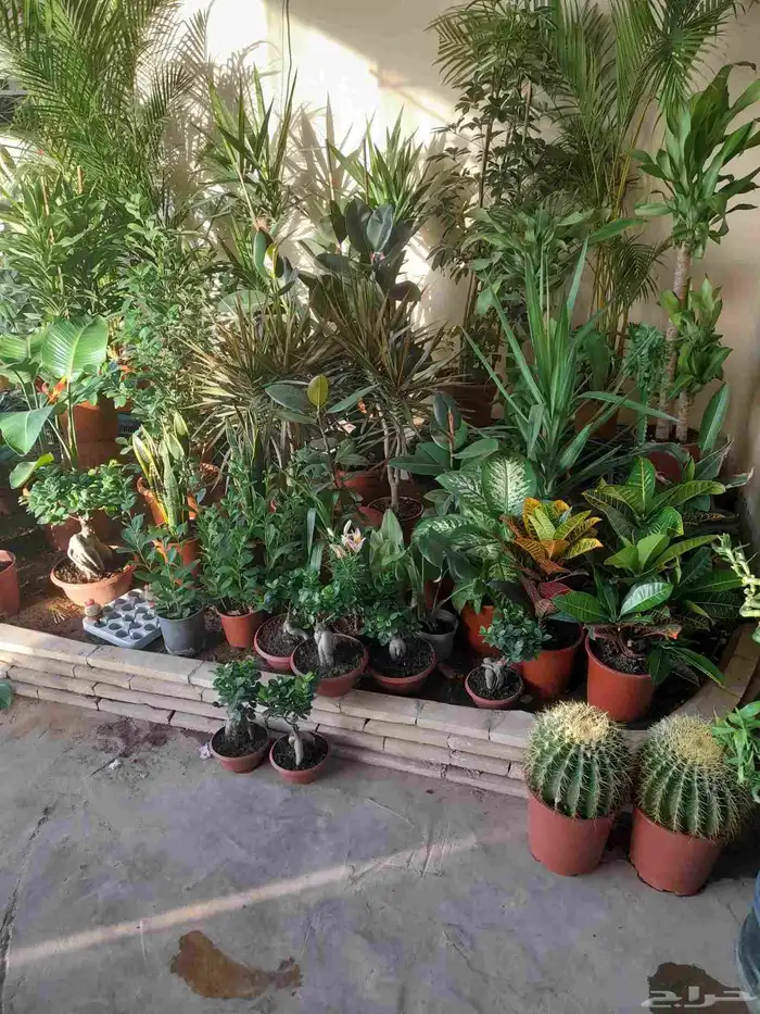 منسق حدائق وتركيب جميع شبكات الري العادي والاتمتك 2