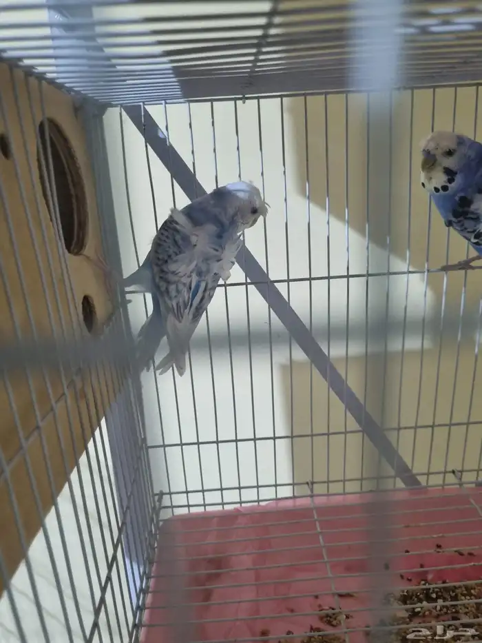 جوز هوقو منتج 2