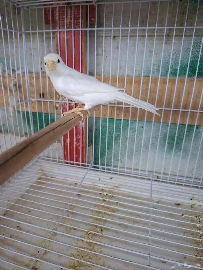 ذكر كناري ابيض تغريد( تم البيع ) 1