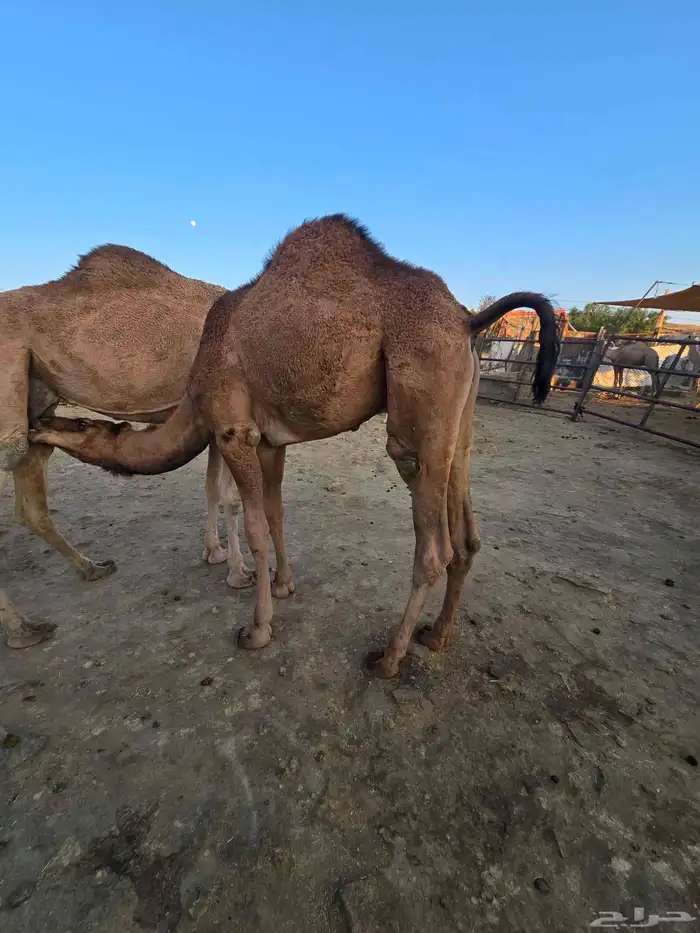 قعود وبكره للبيع 4