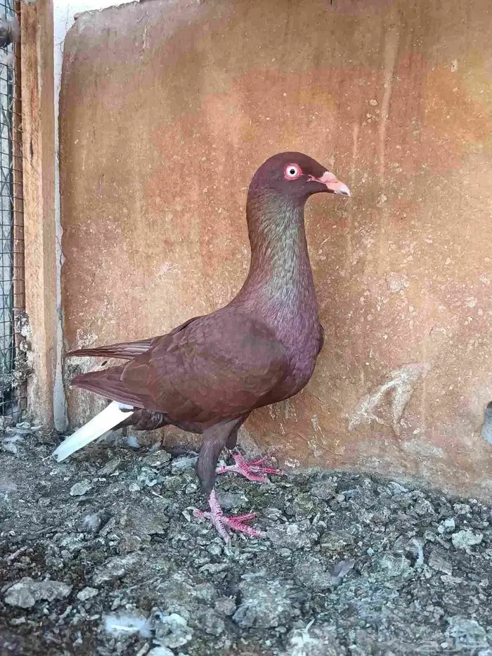 زوج حردون معاه فرخين 1