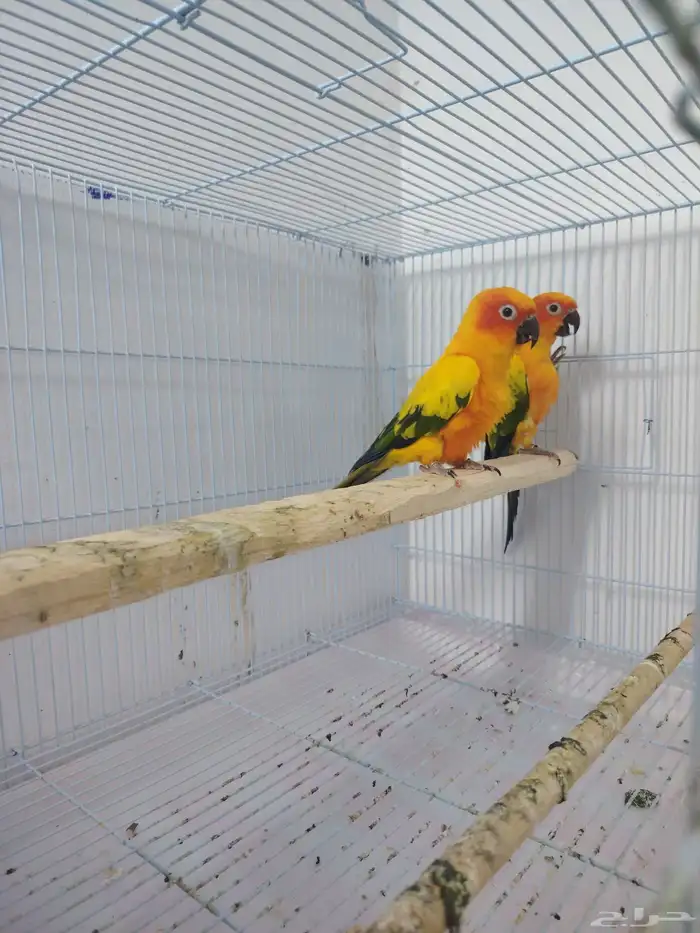 صن كنيور شمسي صبغه قويه ومنتج((تم البيع)) 1