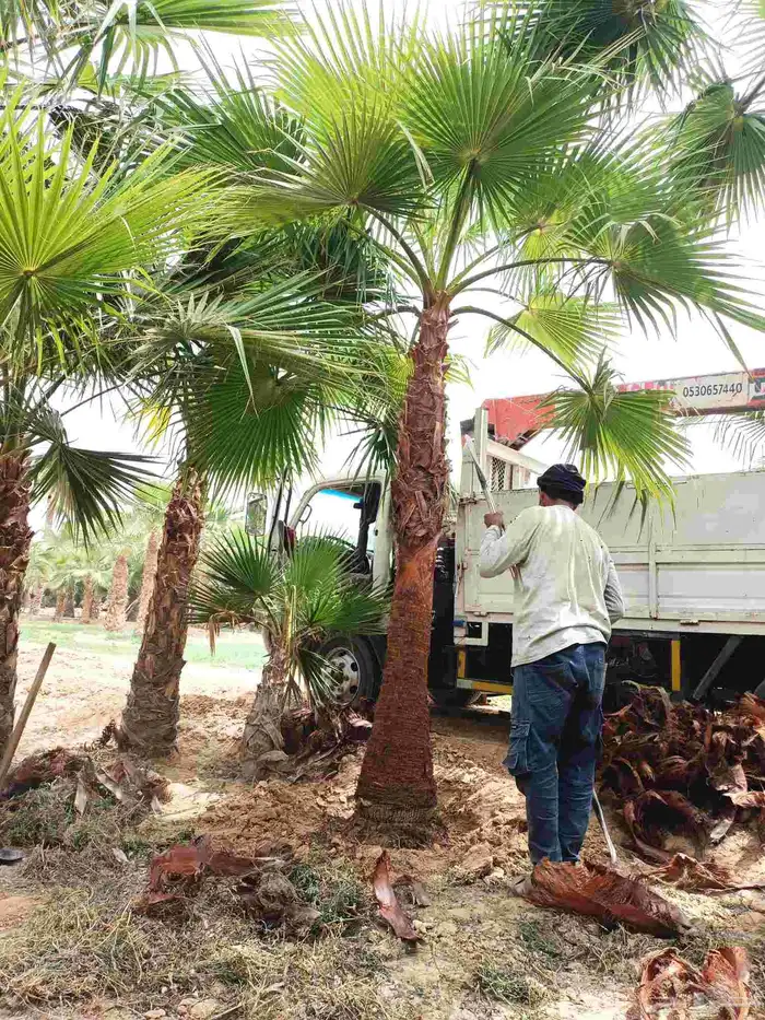 نخل واشنطني 5