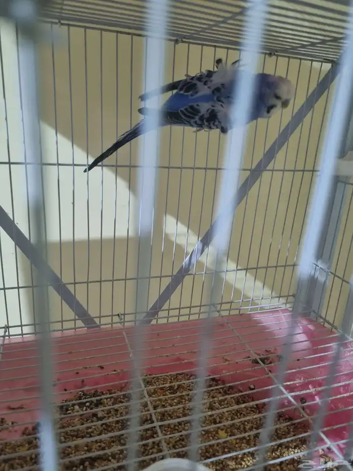 جوز هوقو منتج 0