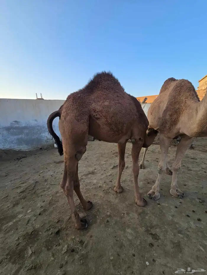 قعود وبكره للبيع 0