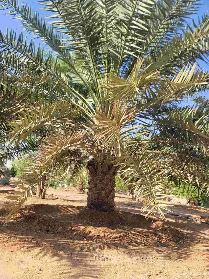 نخيل عربي وشطني زينه لتوصل 1