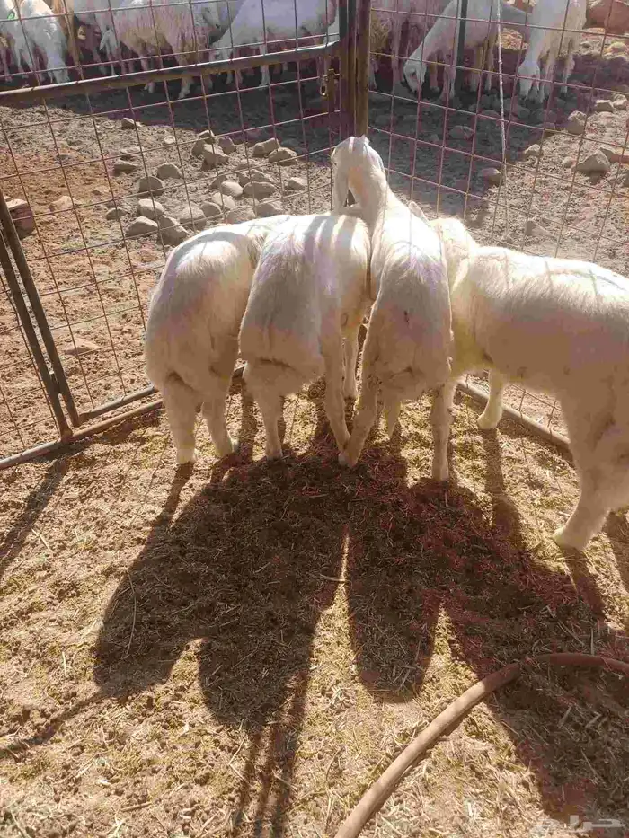 طليان للبيع 2