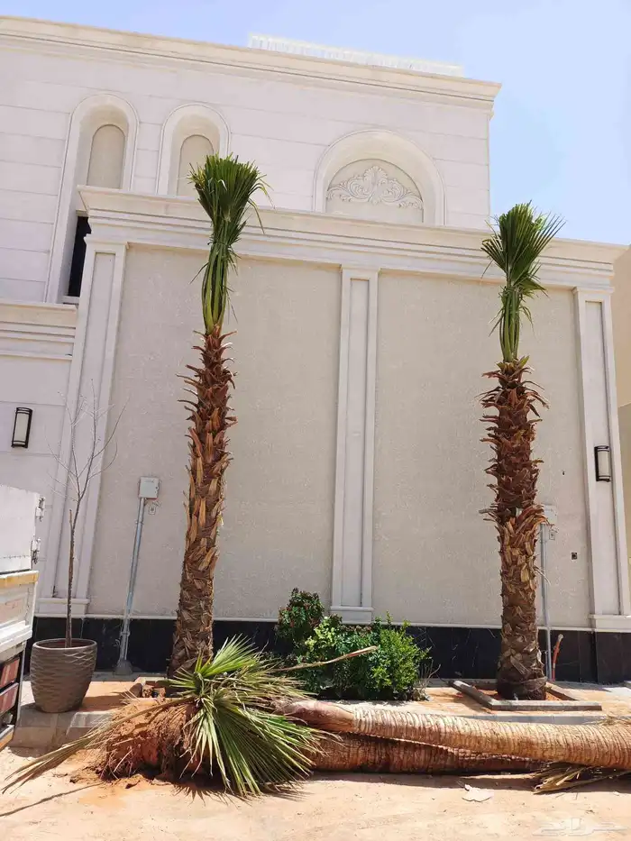 نخل واشنطني 4