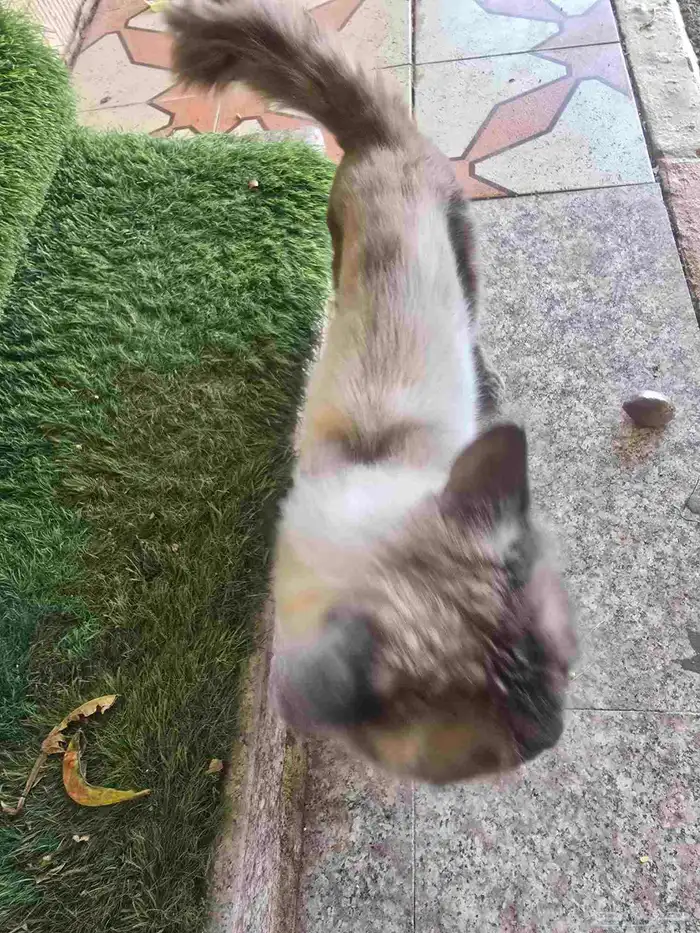 قطه للتبني 1