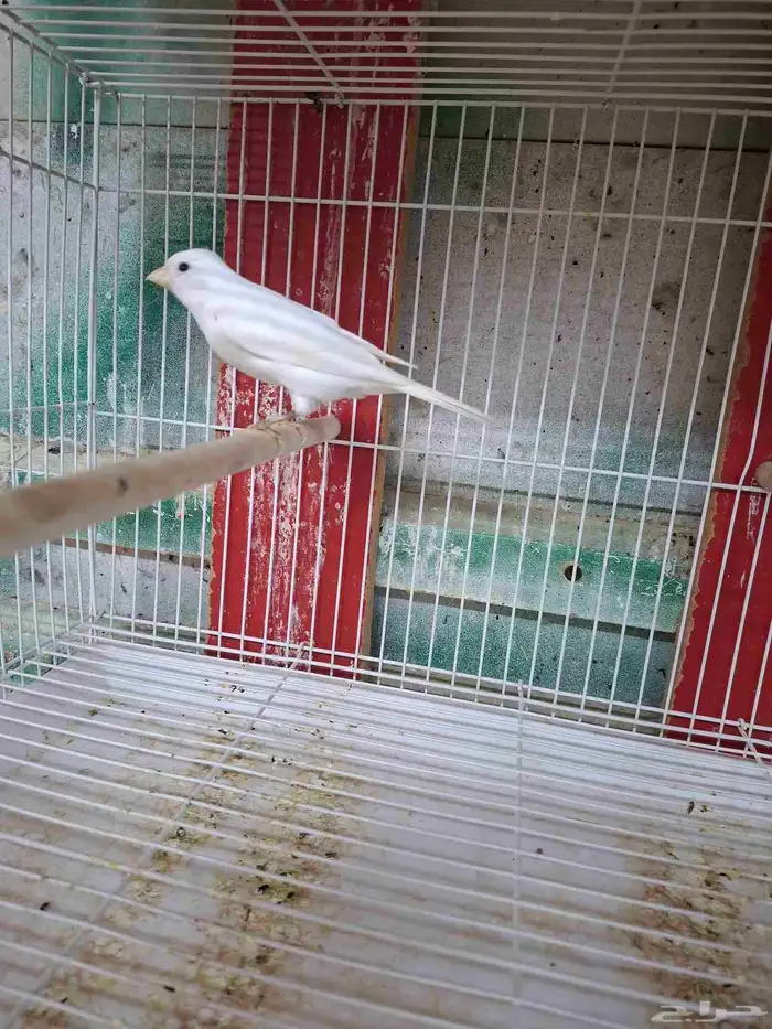 ذكور كناري ابيض( تم البيع ) 1