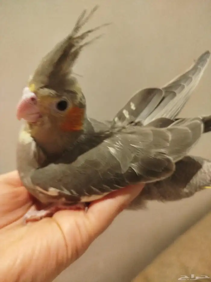 فرخ كروان قمة الولافه قريب فطام للبيع 1