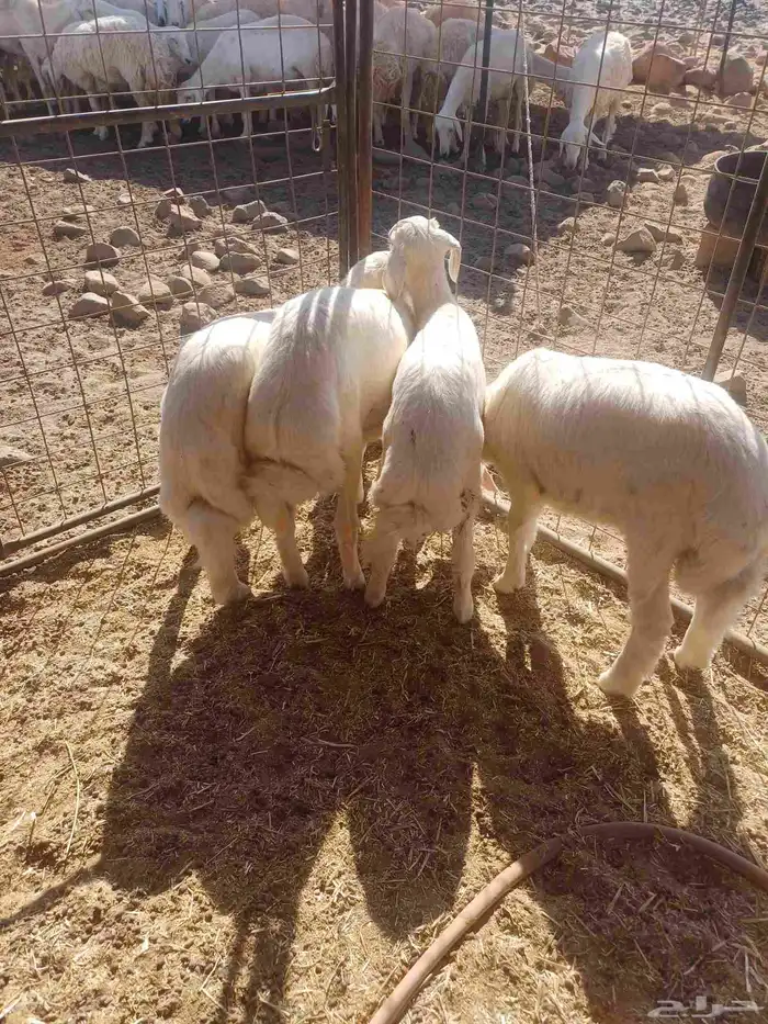 طليان للبيع 0