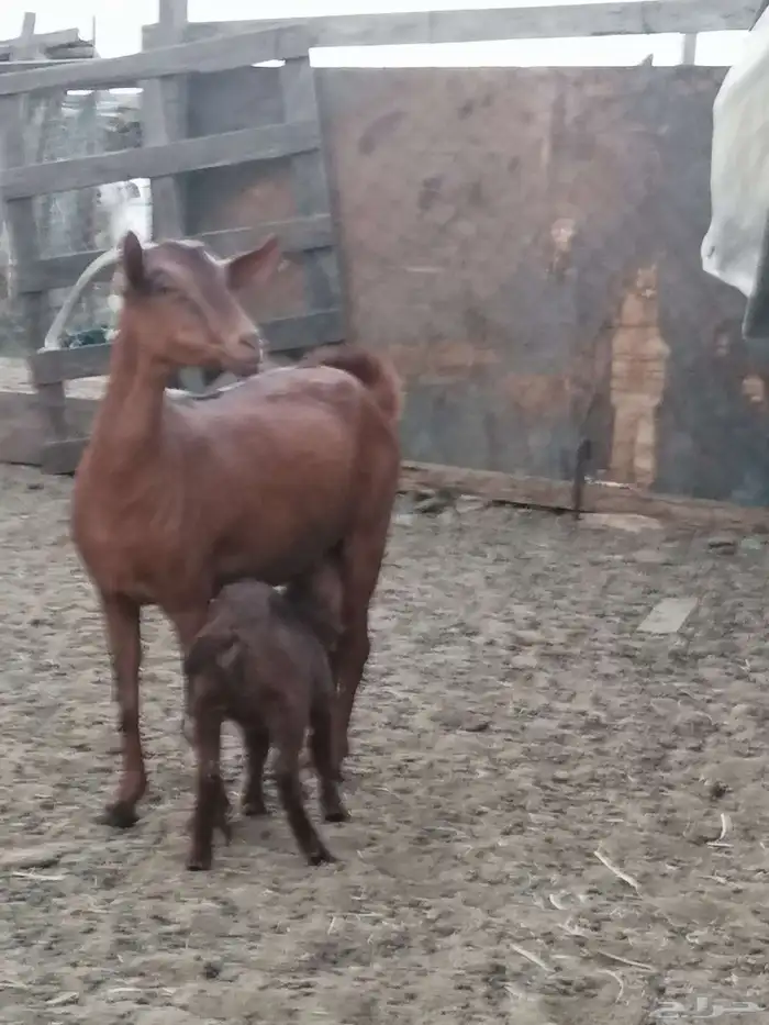 عنز محايلية والد للبيع 3