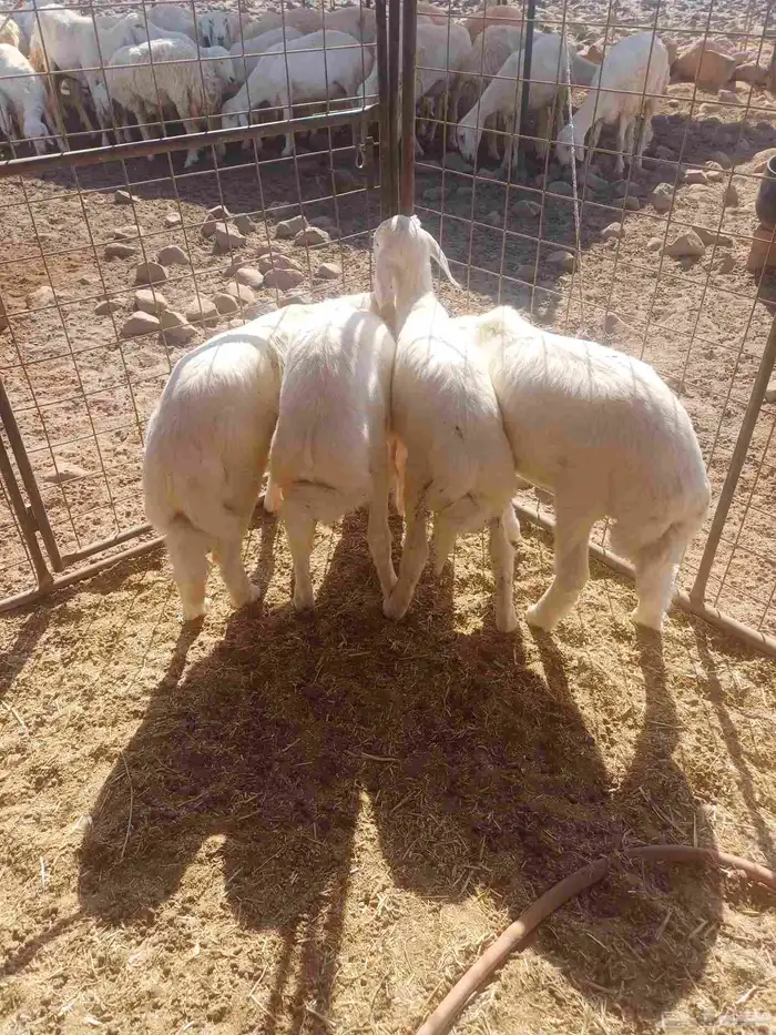 طليان للبيع 5