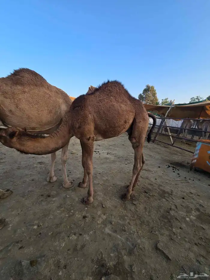 قعود وبكره للبيع 1