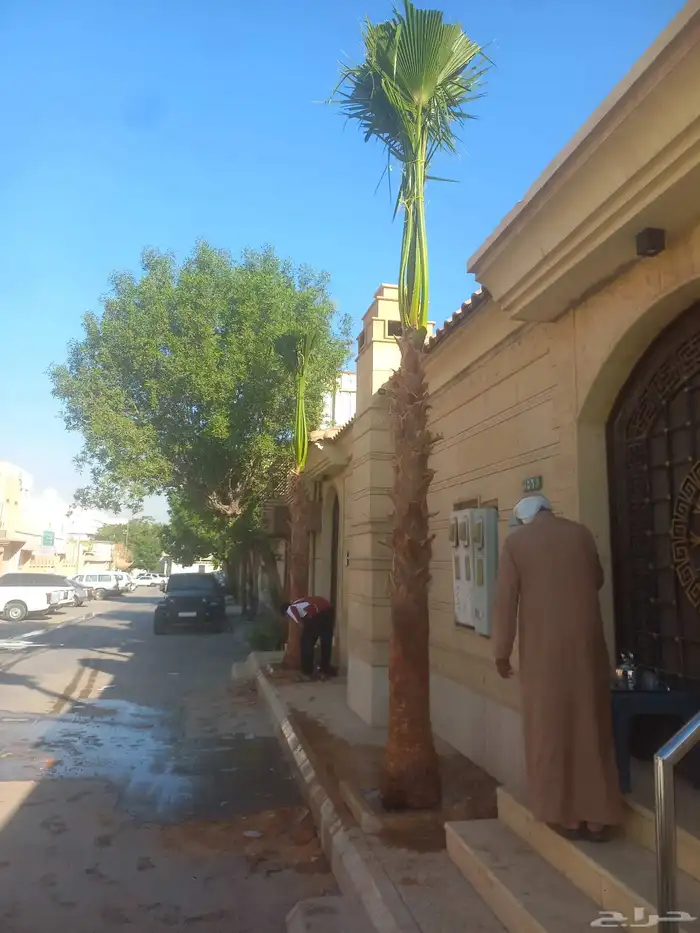 نخل واشنطني رينه ابومروحه درجه اولى 7