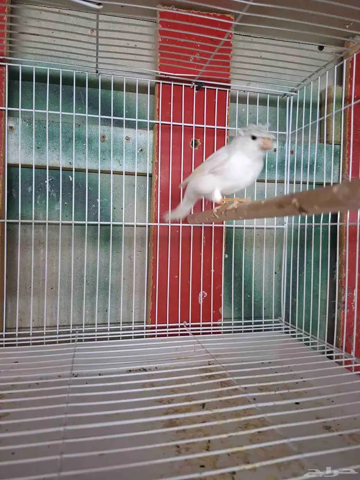 ذكور كناري ابيض( تم البيع ) 3