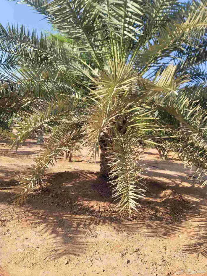 نخيل عربي وشطني زينه لتوصل 2
