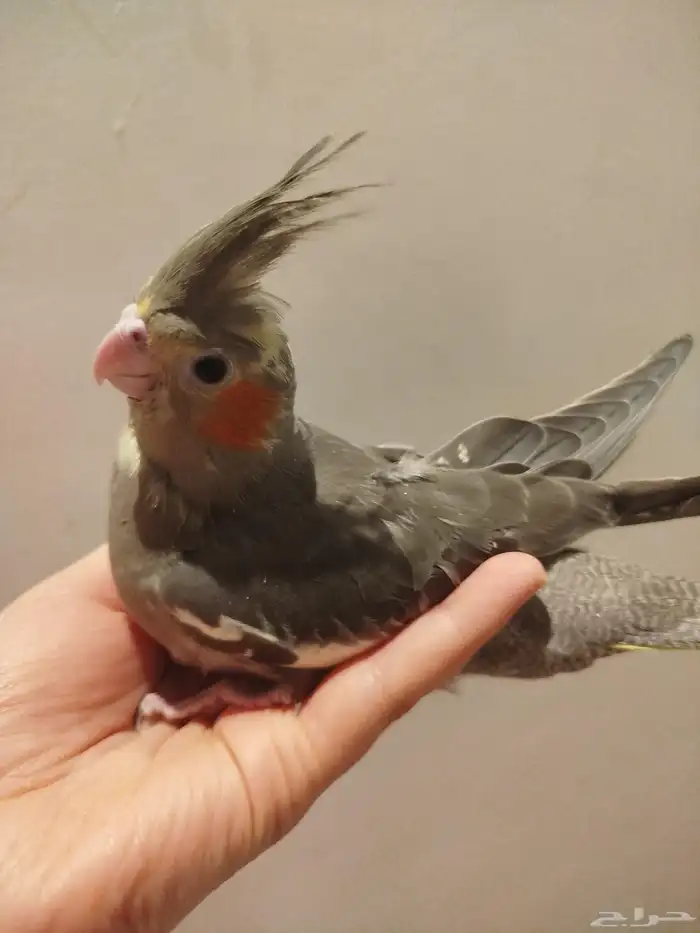 فرخ كروان قمة الولافه قريب فطام للبيع 0