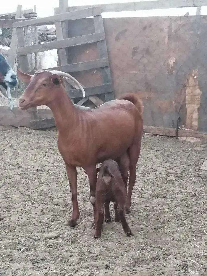 عنز محايلية والد للبيع 5