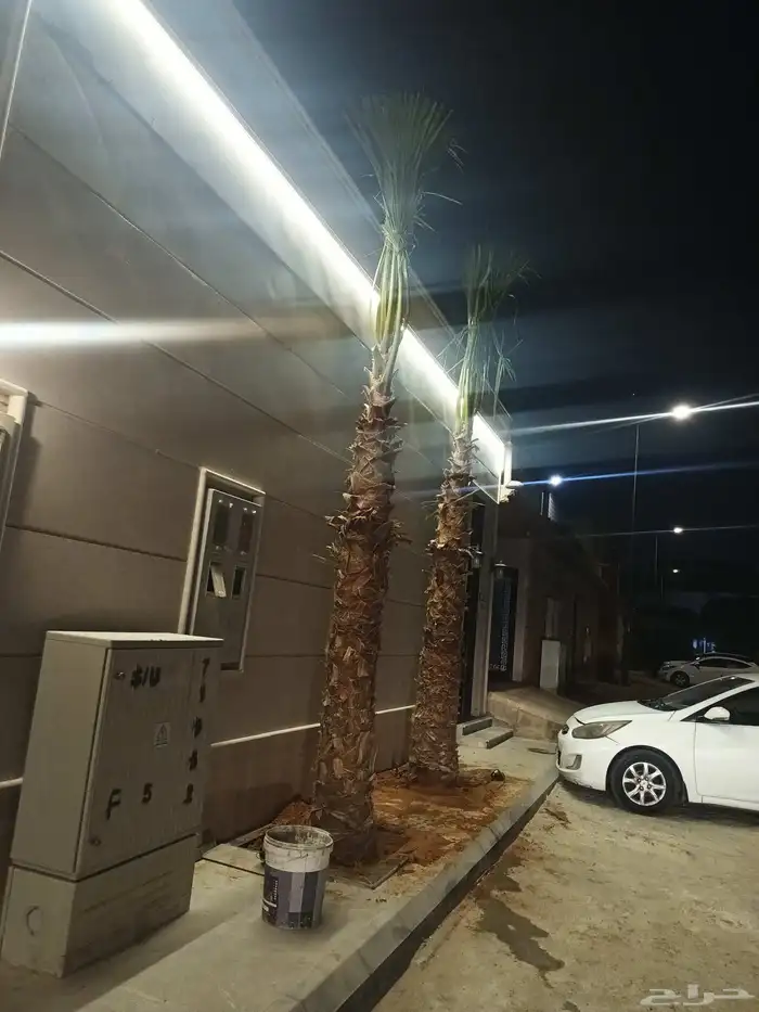 نخل واشنطني 1