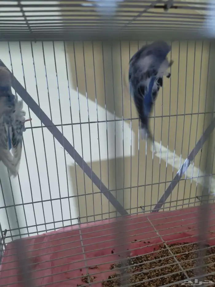 جوز هوقو منتج 3