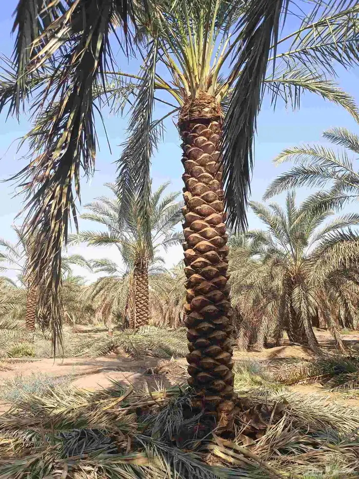 يوجد لدينا نخل تكريب هلال من 4م ونص لا 6م 0