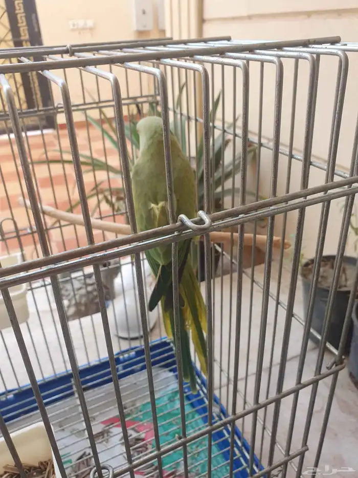 درة أنثى للبيع العمر سنتين غير اليفة 1