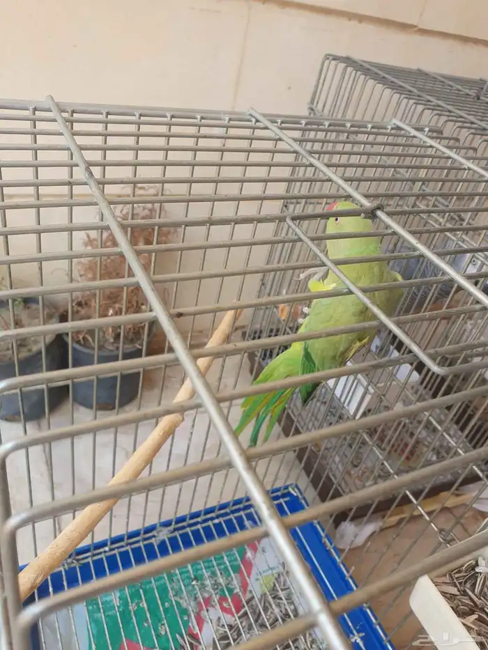 درة أنثى للبيع العمر سنتين غير اليفة 2