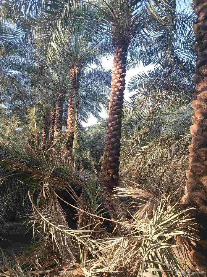 يوجد لدينا نخل تكريب هلال من 4م ونص لا 6م 7