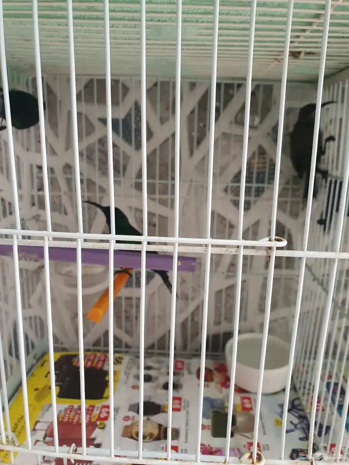 كميه من طيور الشمس 4