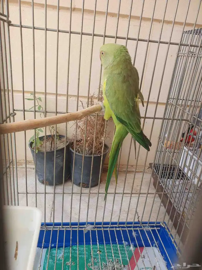 درة أنثى للبيع العمر سنتين غير اليفة 3