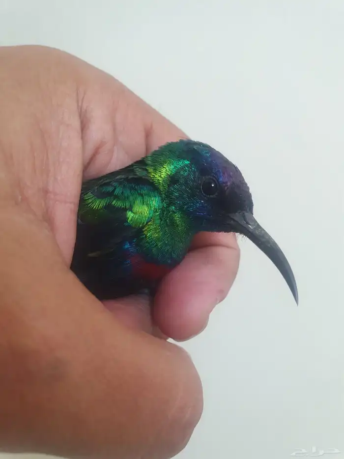 كميه من طيور الشمس 0