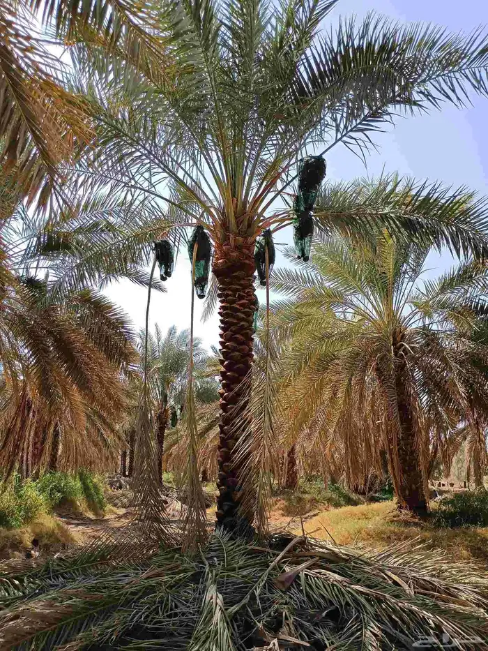 يوجد لدينا نخل تكريب هلال من 4م ونص لا 6م 9