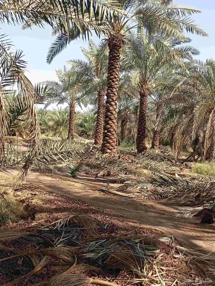 يوجد لدينا نخل تكريب هلال من 4م ونص لا 6م 6