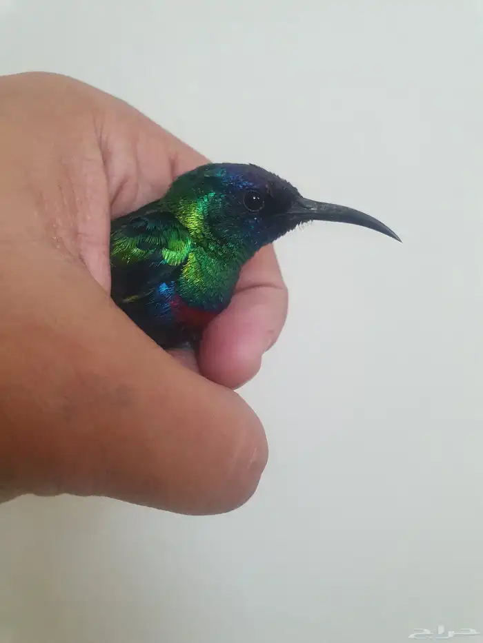 كميه من طيور الشمس 2