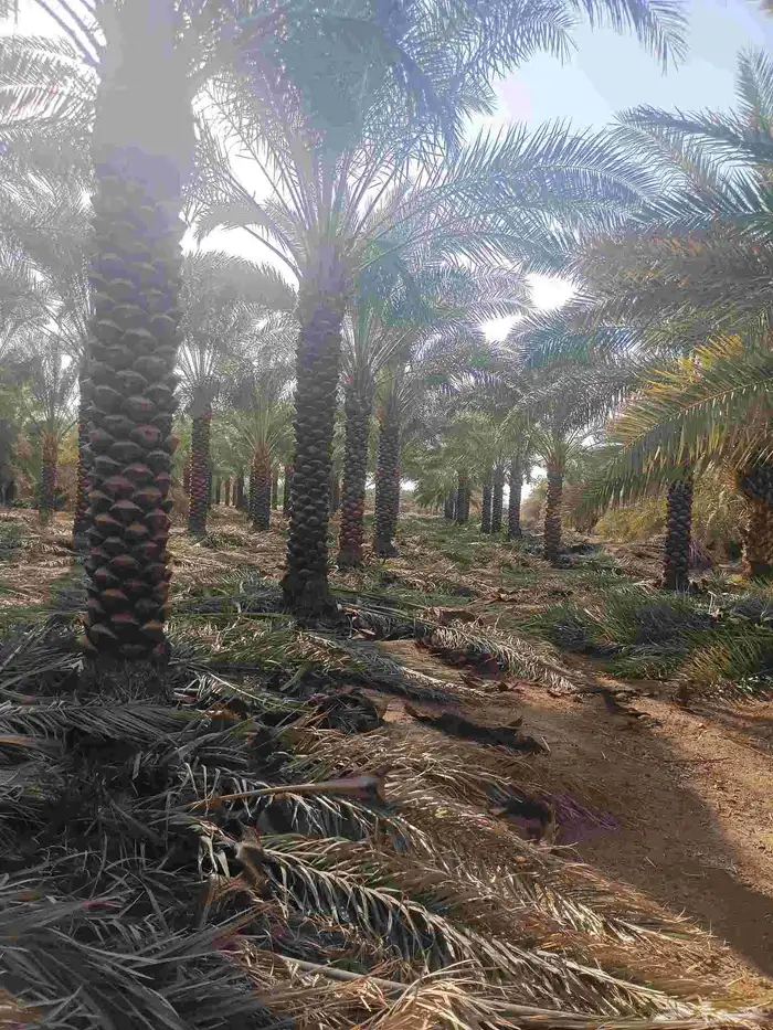 يوجد لدينا نخل تكريب هلال من 4م ونص لا 6م 2