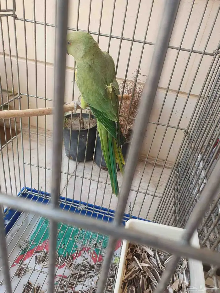 درة أنثى للبيع العمر سنتين غير اليفة 0