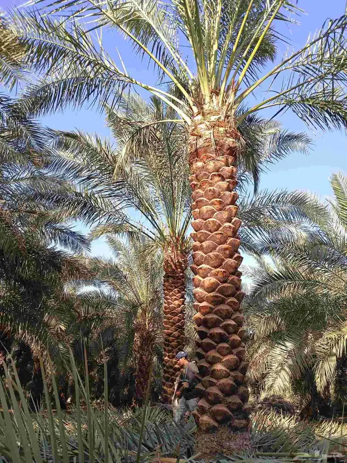 يوجد لدينا نخل تكريب هلال من 4م ونص لا 6م 3