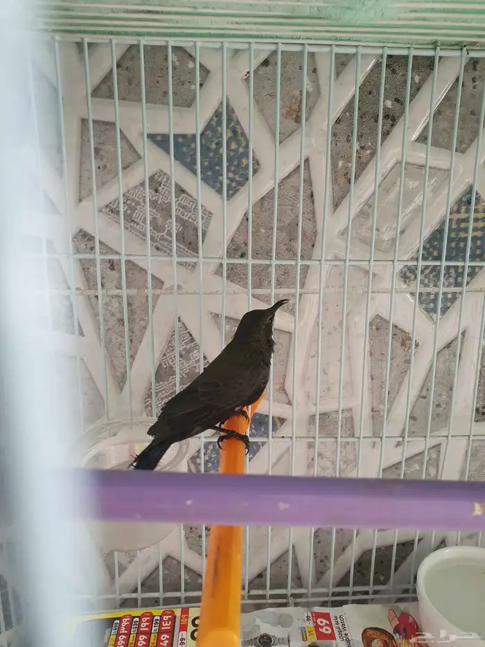 كميه من طيور الشمس 3