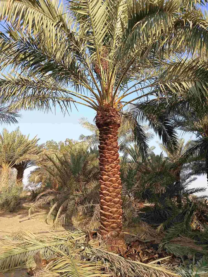 يوجد لدينا نخل تكريب هلال من 4م ونص لا 6م 1