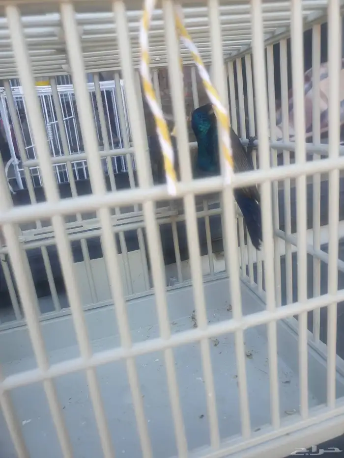 كميه من طيور الشمس 1