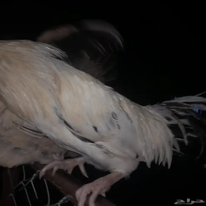 ديك بلدي اذان وتلقيح الصحه شرط من جميع الامراض 3