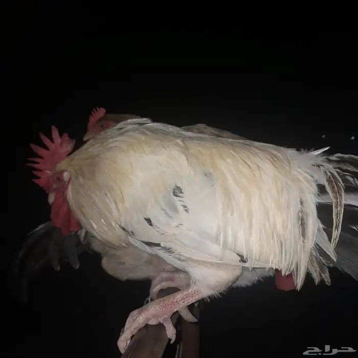 ديك بلدي اذان وتلقيح الصحه شرط من جميع الامراض 1