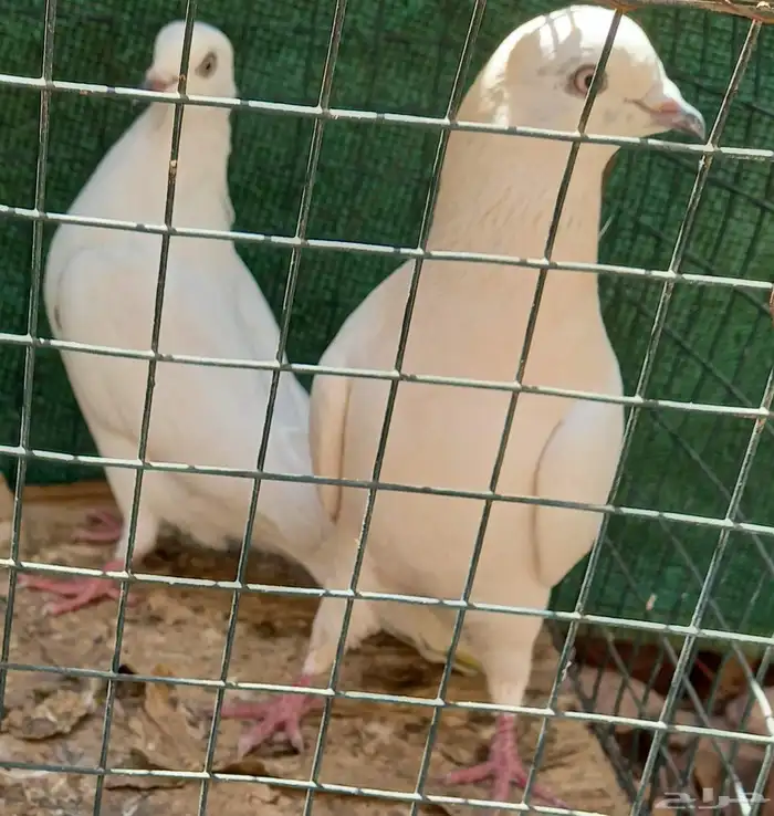 حمام باكستاني وحشي 4