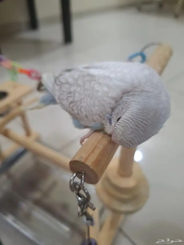 بيع فرخ بادجي استرالي 1