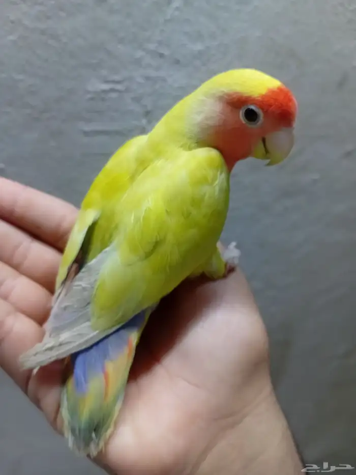 أنثى روز للبيع 2