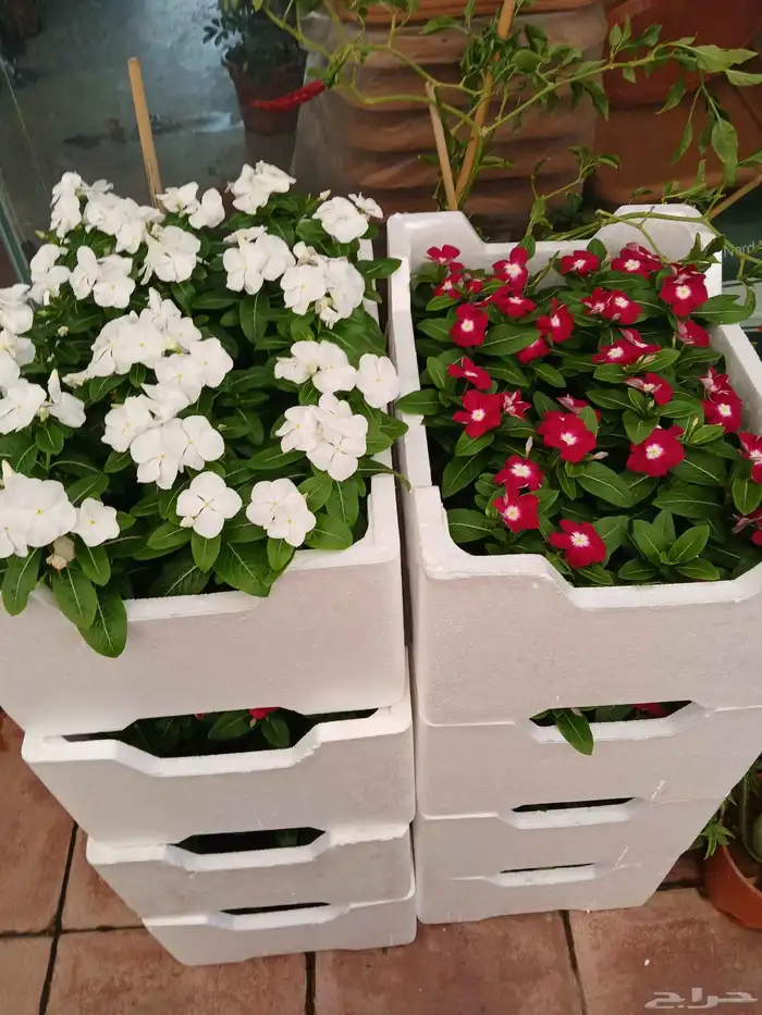 مشاتل الرياض 8